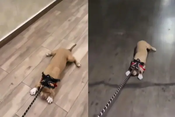 Sammis Reyes arrastró a su perrita ,Instagram