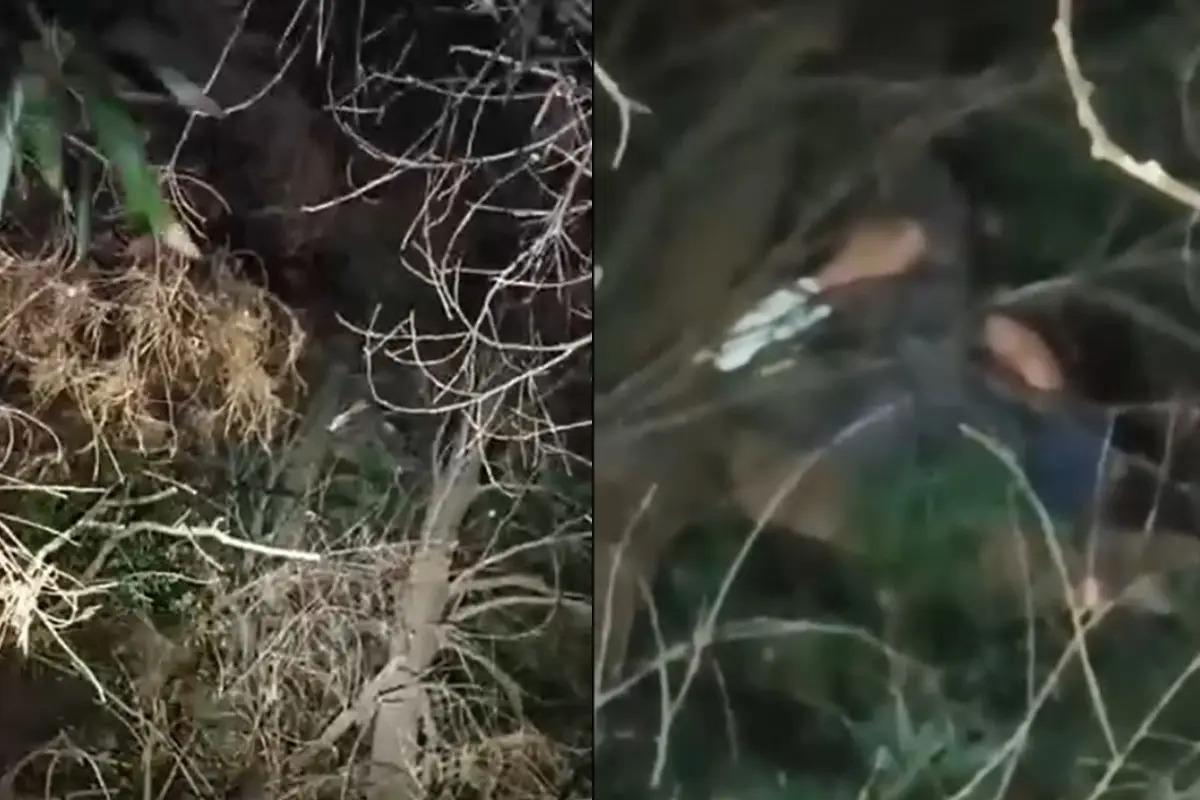 Delincuente se escondió en la cima de un árbol, Captura