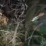 Delincuente se escondió en la cima de un árbol, Captura