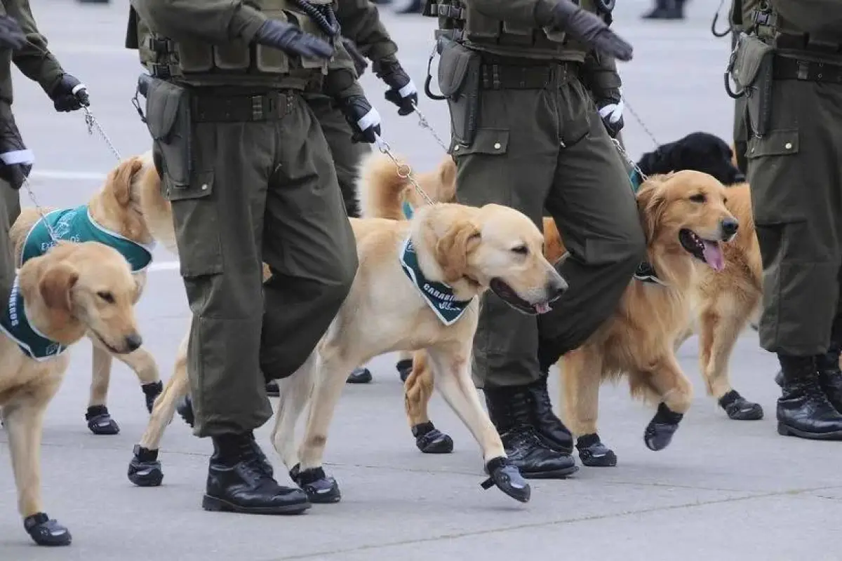 Caminata canina de Carabineros , Redes sociales | Referencial
