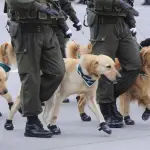 Caminata canina de Carabineros , Redes sociales | Referencial
