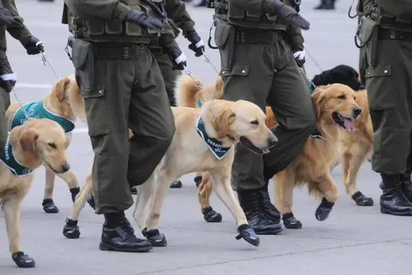 Caminata canina de Carabineros  ,Redes sociales | Referencial
