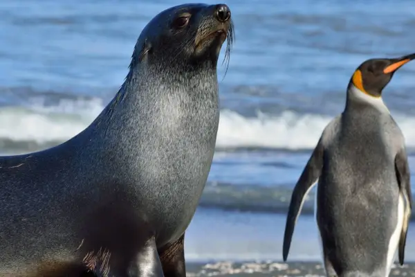 Pingüino y Lobo Marino en peligro de extinción ,Oceanwide Expeditions