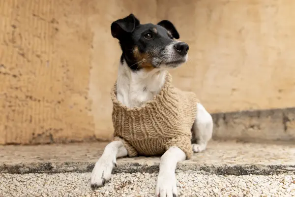 ¿Abrigar o no abrigar a tu mascota en invierno? Mitos y recomendaciones para enfrentar el frío ,Cedida