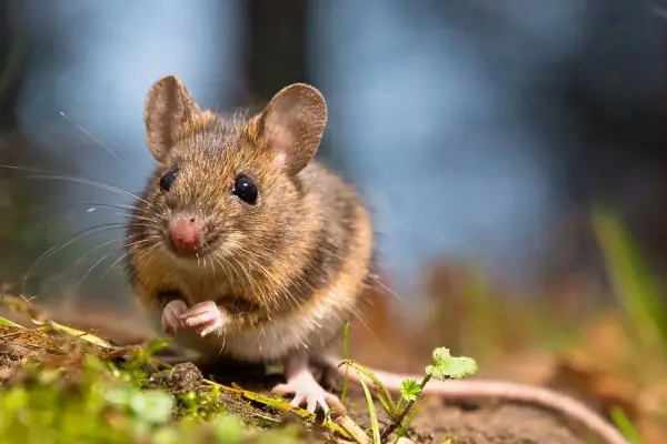 Hantavirus  ,Redes sociales | Referencial