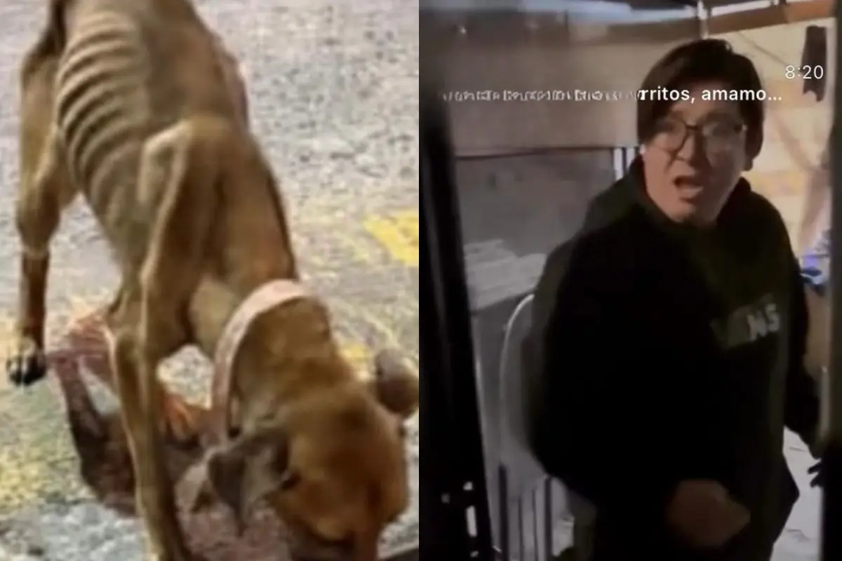En estado de desnutrición fue encontrado el perrito, Captura