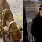En estado de desnutrición fue encontrado el perrito, Captura
