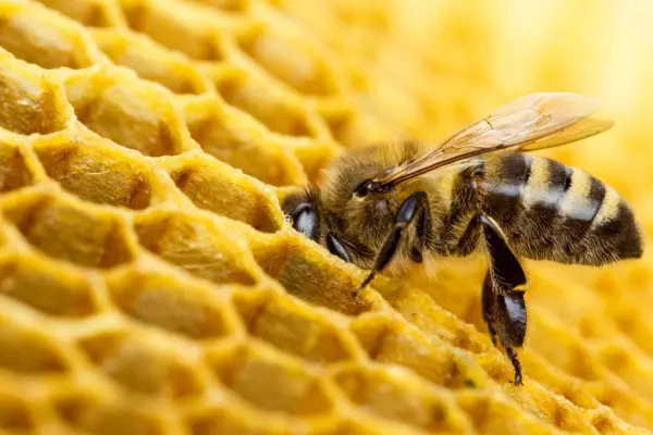 Miel de abejas ,Cedida