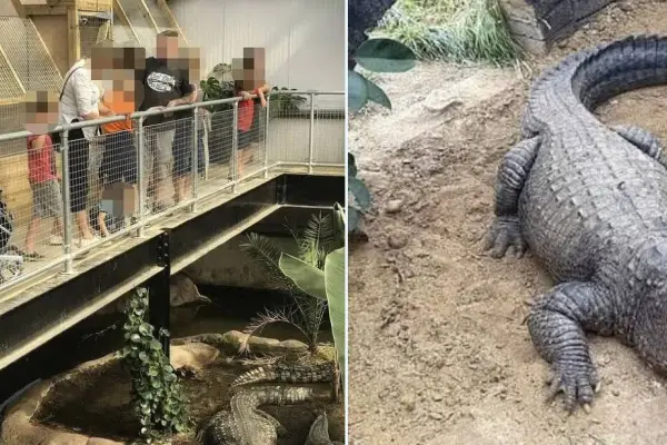 Cocodrilos