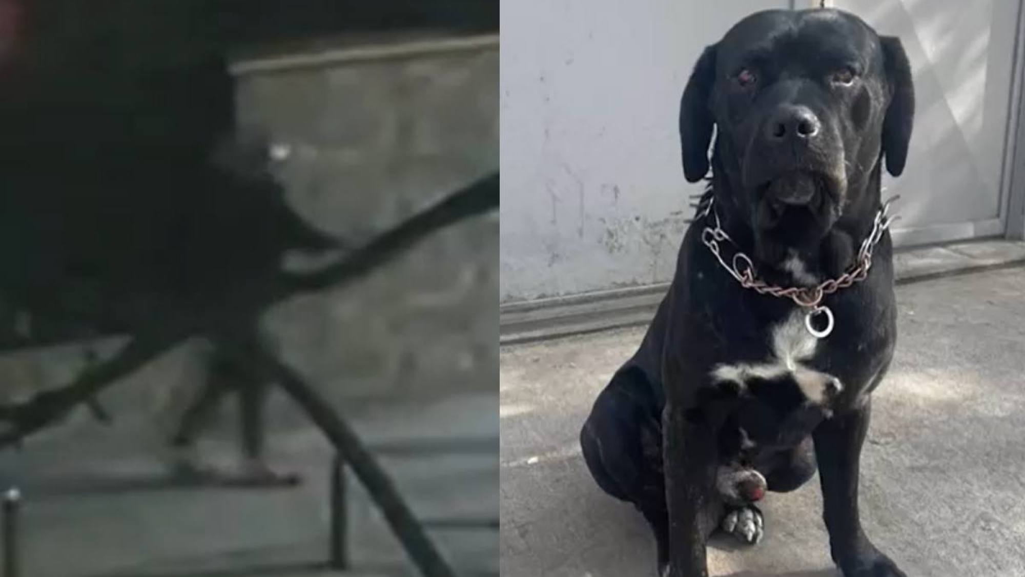 Delincuentes asaltaron negocio familiar en Cerro Navia y mat