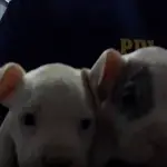maltrato animal