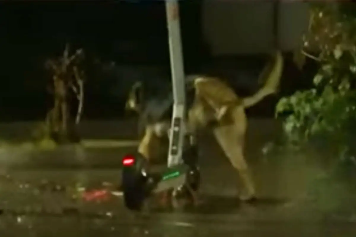 El perrito atendió sus necesidades, Captura
