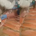 Alerta por venta informal de salmón, Captura