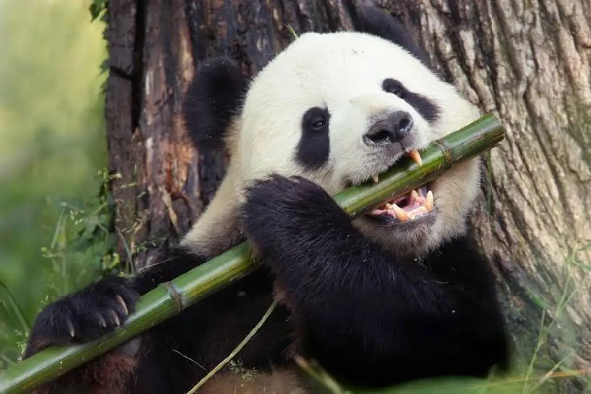 ¿Un panda para Chile?, Redes sociales | X