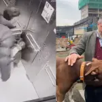 La Municipalidad de Ñuñoa puso bajo resguardo al perro pitbull, Captura