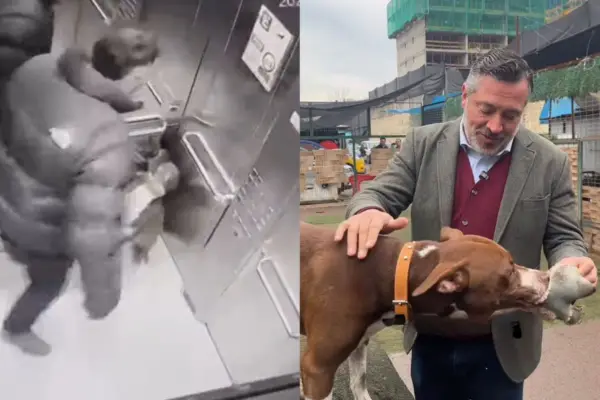 La Municipalidad de Ñuñoa puso bajo resguardo al perro pitbull ,Captura