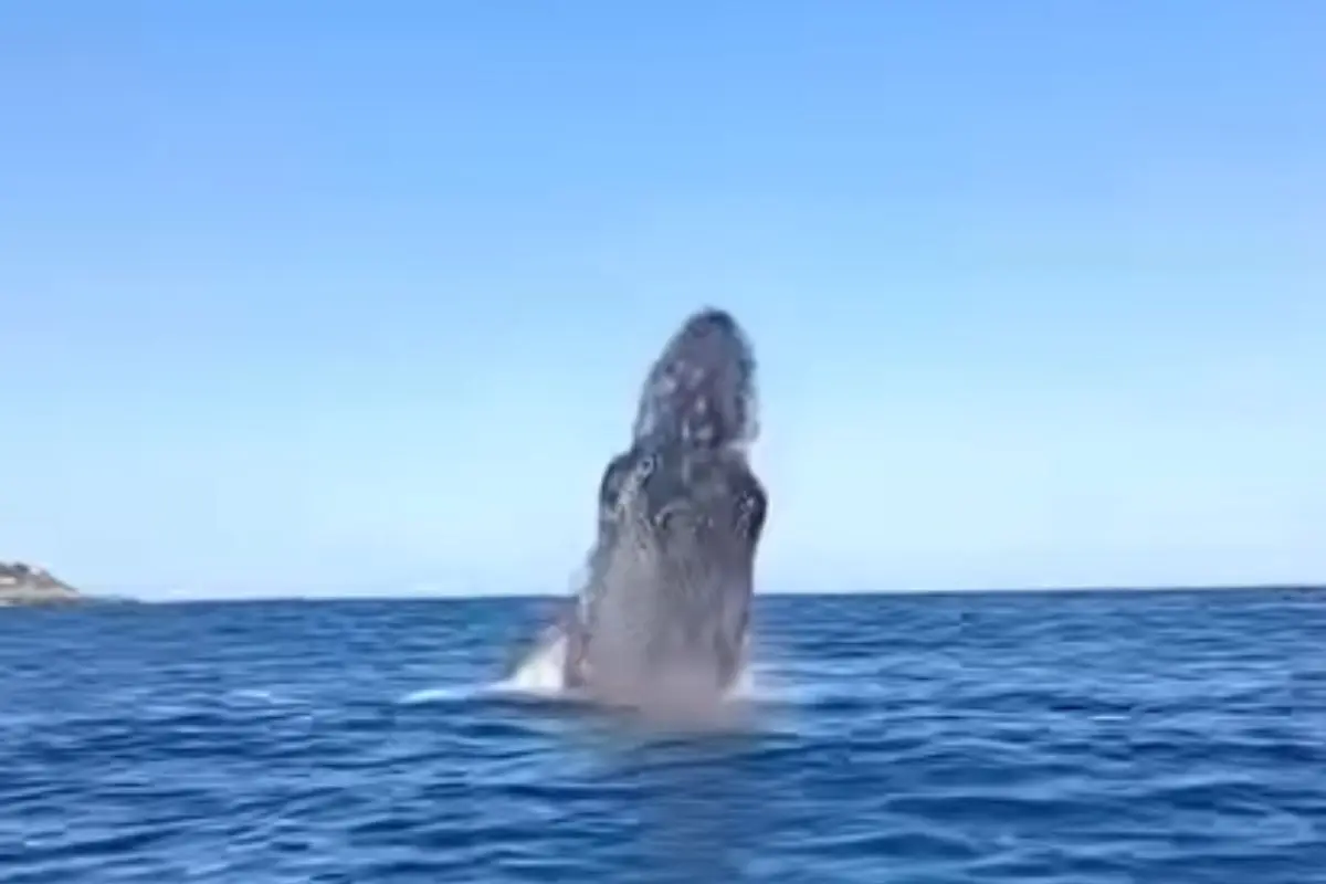 Impresionante avistamiento en Papudo, Captura