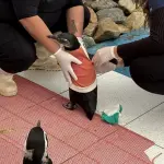 Traje de cobre para cubrir las heridas de los pingüinos