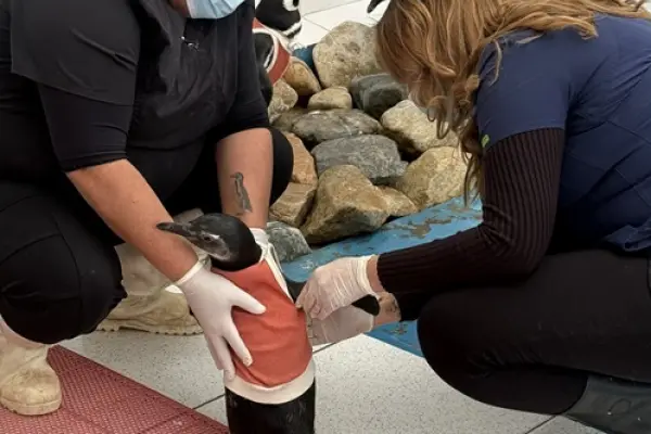 Traje de cobre para cubrir las heridas de los pingüinos
