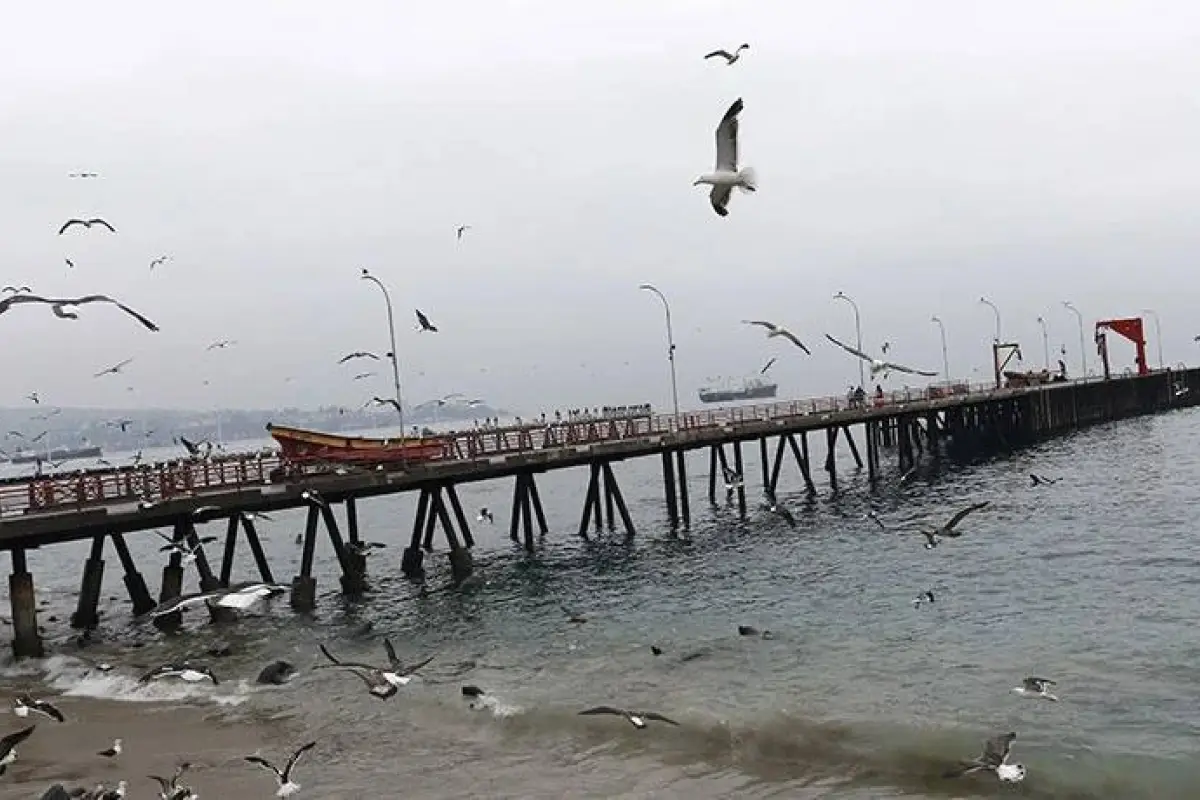 Caleta Portales, Redes sociales | Referencial