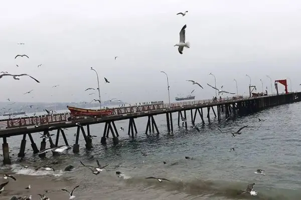 Caleta Portales ,Redes sociales | Referencial