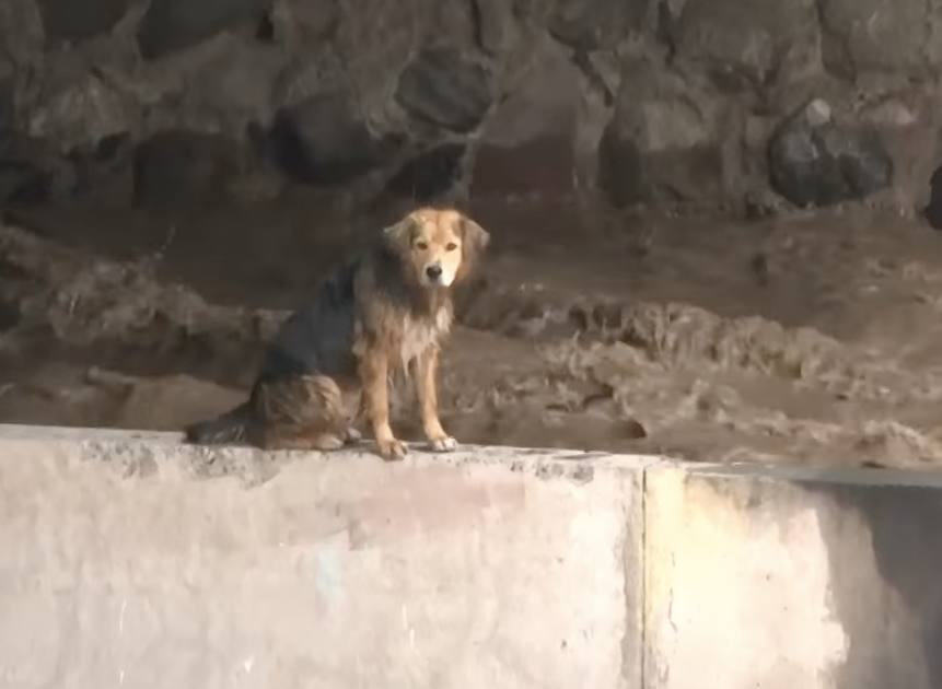 Perro atrapado en río Mapocho - Canal 13
