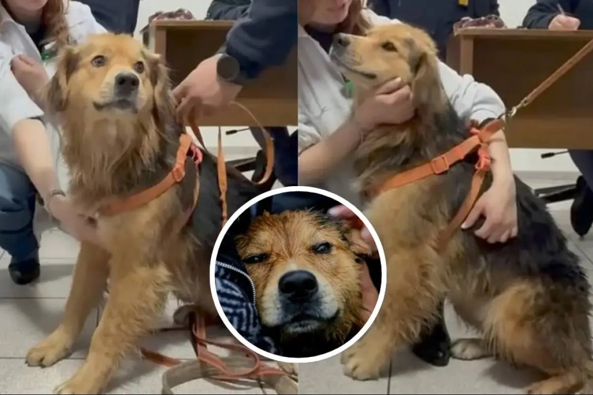 Perro Morocho busca familia que lo adopte , Tu Día | Captura