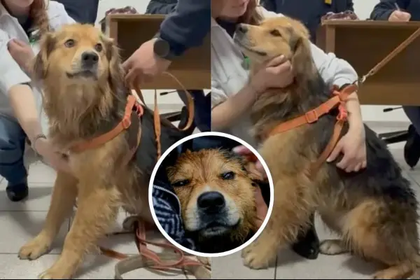Perro Morocho busca familia que lo adopte  ,Tu Día | Captura