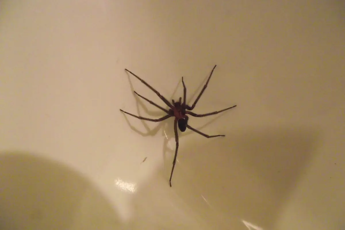 Araña de rincón desata tragedia en región de Coquimbo, Redes sociales | Referencial