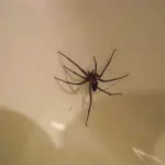 Araña de rincón desata tragedia en región de Coquimbo, Redes sociales | Referencial