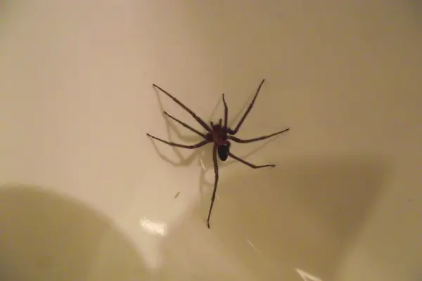 Araña de rincón desata tragedia en región de Coquimbo ,Redes sociales | Referencial
